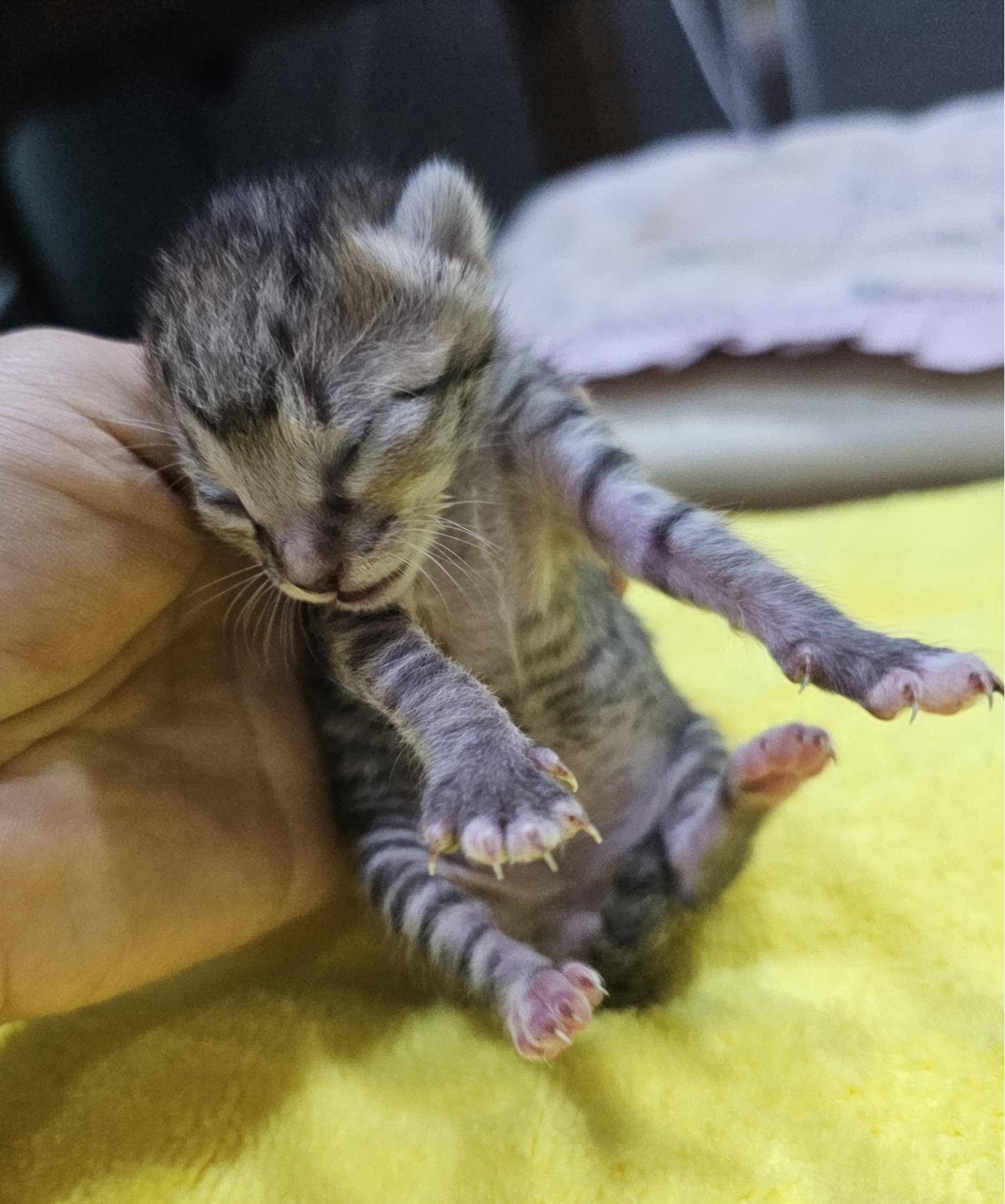 보령길고양이보호협회_444451202400490